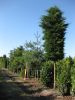 Cupressocyparis leylandii Stamm