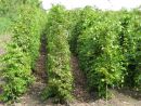 Carpinus betulus