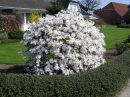Magnolia stellata