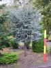 Cedrus atl. Glauca Stamm