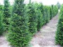 Taxus baccata