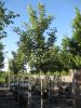 Crataegus lavallei 'Carrierei'