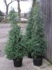 Cedrus deodara