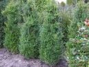 Buxus sempervirens arborescens