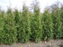 Thuja occidentalis 'Brabant'