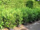 Prunus laur. Herbergii