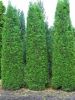 Thuja occidentalis 'Columna'