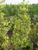 Ilex altaclerensis 'Golden King'