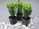 Buxus sempervirens arborescens
