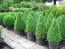Buxus semp. arbor. Kegel