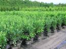 Prunus lauroc.'Caucasica'