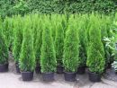 Thuja occ. Smaragd