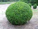 Buxus sempervirens arborescens