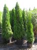 Thuja occidentalis 'Smaragd'