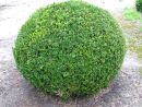 Buxus sempervirens arborescens