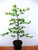 Fagus sylvatica