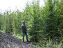 Carpinus betulus