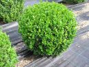 Buxus semp. arbor. Kugel