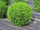 Buxus sempervirens arborescens