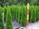 Thuja occidentalis 'Smaragd'