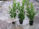 Prunus laur. Caucasica