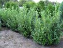 Prunus lauroc.'Caucasica'