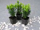 Buxus sempervirens arborescens