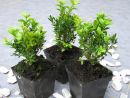 Buxus semp. arborescens