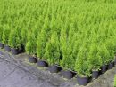 Thuja occidentalis 'Smaragd'
