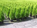 Thuja occidentalis 'Smaragd'