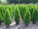 Thuja occidentalis 'Smaragd'