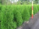 Thuja occ. Brabant