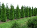 Thuja occidentalis 'Brabant'