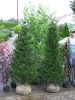 Taxus baccata