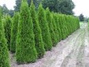 Thuja occidentalis 'Smaragd'