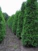 Thuja occidentalis 'Smaragd'