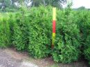 Thuja plicata Martin