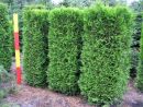 Thuja occidentalis 'Brabant' Heckenelement