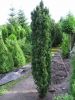 Taxus baccata 'Fastigiata Robusta'