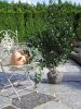 Ilex meserveae 'Blue Prince'-R-