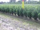 Buxus sempervirens arborescens