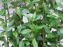 Ligustrum vulgare 'Atrovirens'