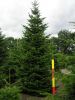 Abies nordmanniana