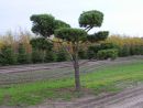 Pinus sylvestris