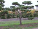 Pinus sylvestris