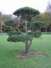Pinus mugo var. mughus