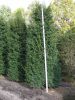 Taxus baccata