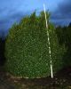 Ilex mes. Blue Prince