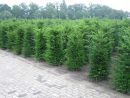 Taxus baccata