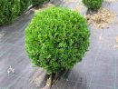 Buxus semp. arbor. Kugel